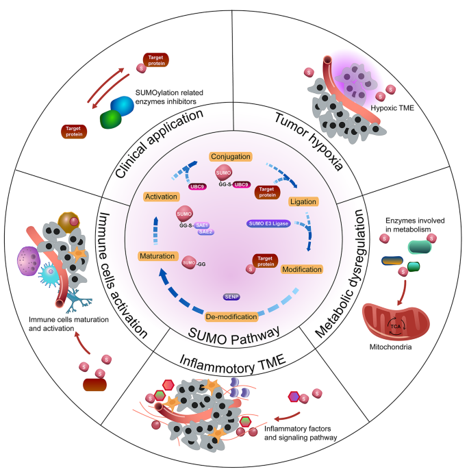 40164 2023 420 fig5 html