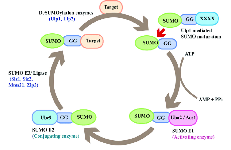 schematic depiction of the mechanism of sumoylation
