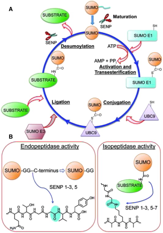 sumoylation and desumoylation pathway a in sumoylation sumo protein is covalently